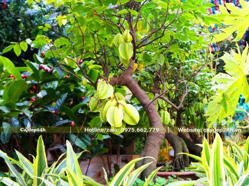 Cây khế nhỏ trồng trước nhà