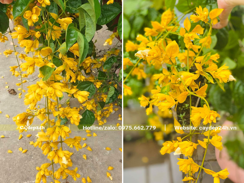 Những chuỗi hoa vàng rực xinh đẹp