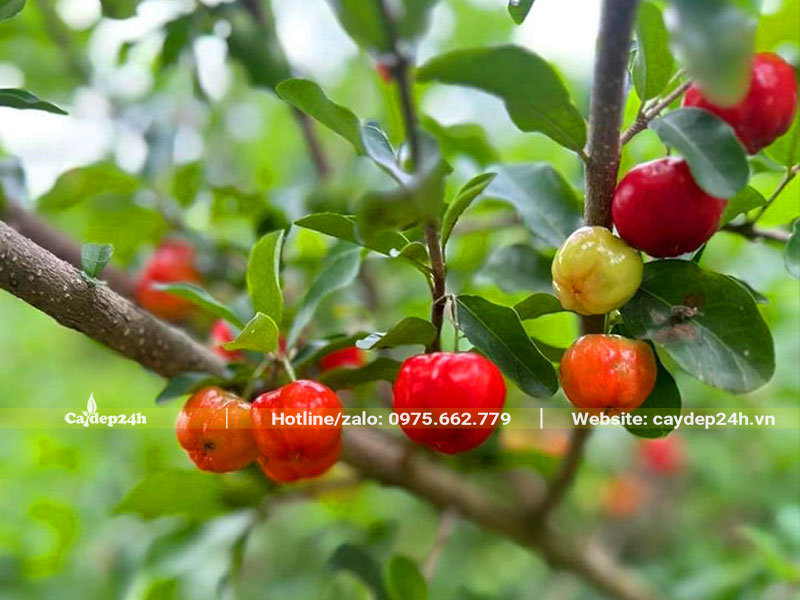 Cây sơ ri ra quả treo đỏ rực trên cây