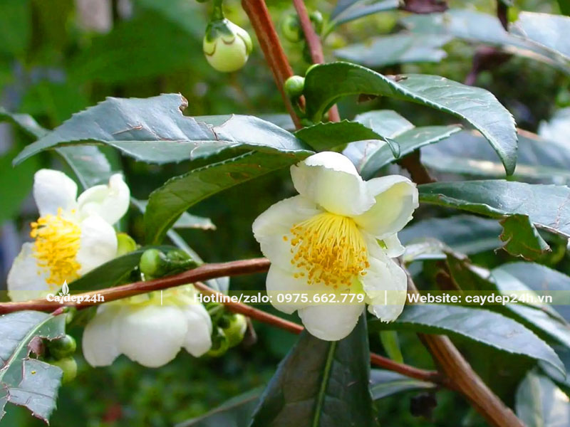Cây Chè Xanh ra hoa đẹp