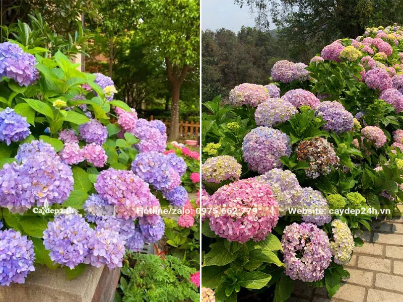 Cẩm Tú Cầu trồng sân vườn quanh nhà biệt thự