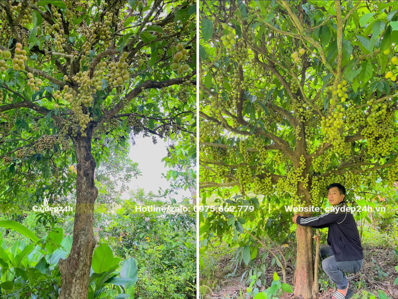 Vườn cây Dâu Da Đất đường kính gốc 20cm trở lên