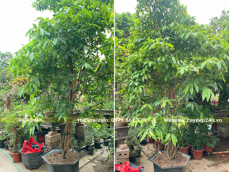 Cây Dẻ Thơm hoa vàng cao 2m