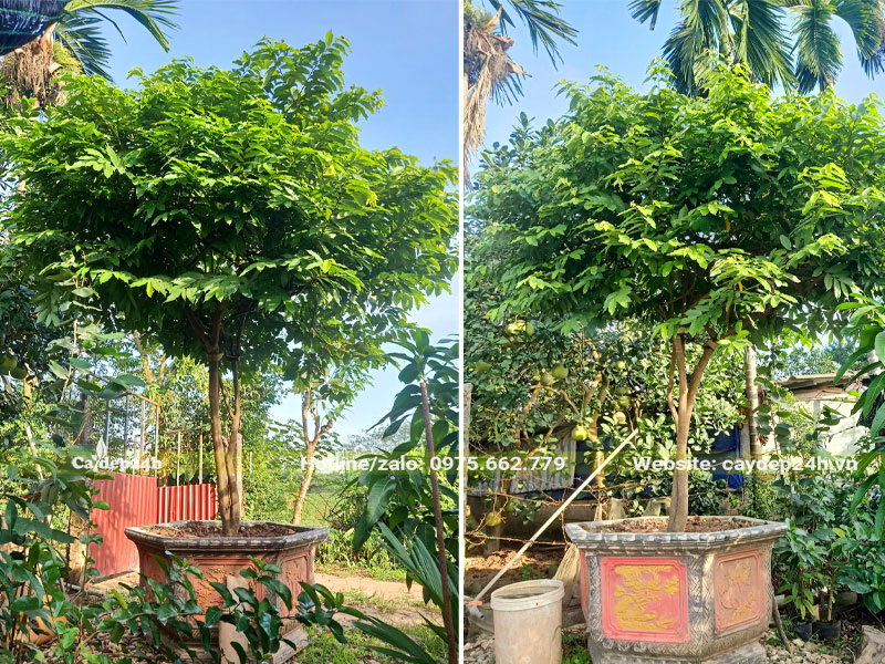 Cây Hoa Dẻ thoát thân 1m, trồng trong chậu cảnh