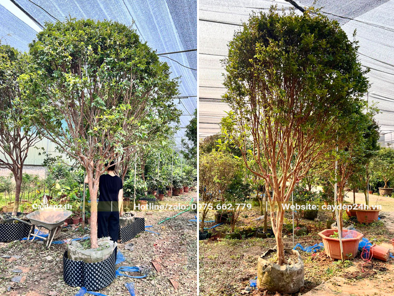 Những cây nho thân gỗ có thoát thân 1m