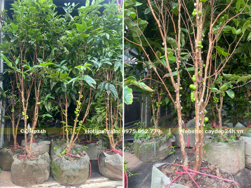 Bốc xếp hàng chục cây Nho Thân Gỗ cao 1m, sẵn quả lên thùng xe