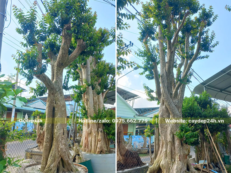 Chồi ra nhiều và đẹp, cây đang chuẩn bị ra hoa