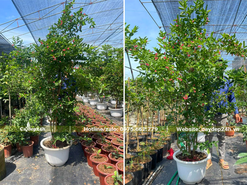 Cây Siro lớn chiều cao hơn 2m trồng sẵn trong chậu