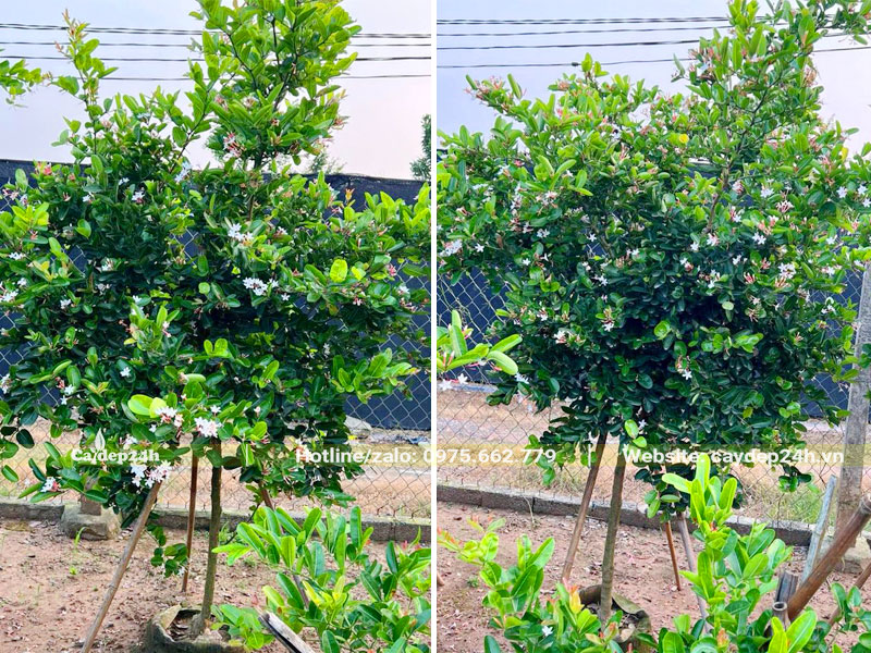Nhưng cây Siro thân tree dưỡng lâu năm tại vườn