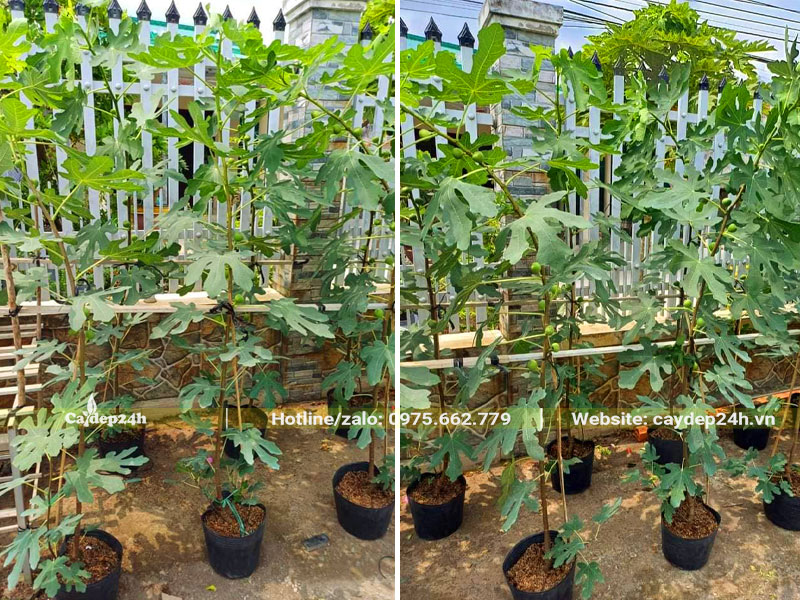 Những chậu cây Sung Mỹ trưởng thành cao hơn 1m
