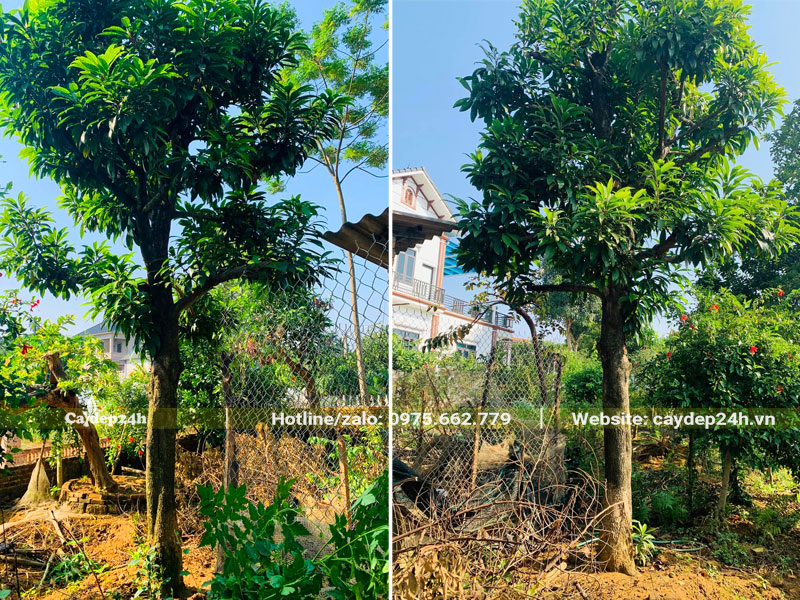 Những cây Trứng Gà lâu năm dâm ủ vanh 50 - 60