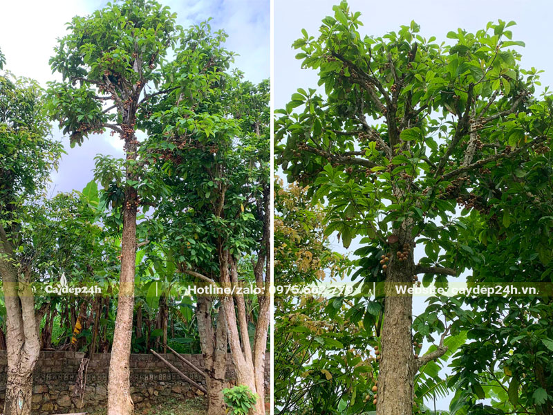 Cây Dâu Da Đất dưỡng ủ chiều cao 4 - 5m, đường kính gốc 20cm