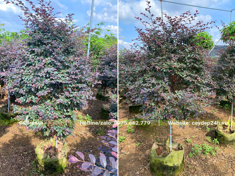 Vườn dưỡng số lượng hàng nghìn cây Hồng Phụng lâu năm cao gần 2m