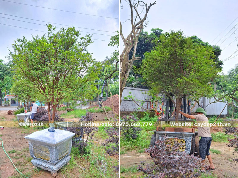 Cây Nho Thân Gỗ trưởng thành trồng sẵn trong chậu