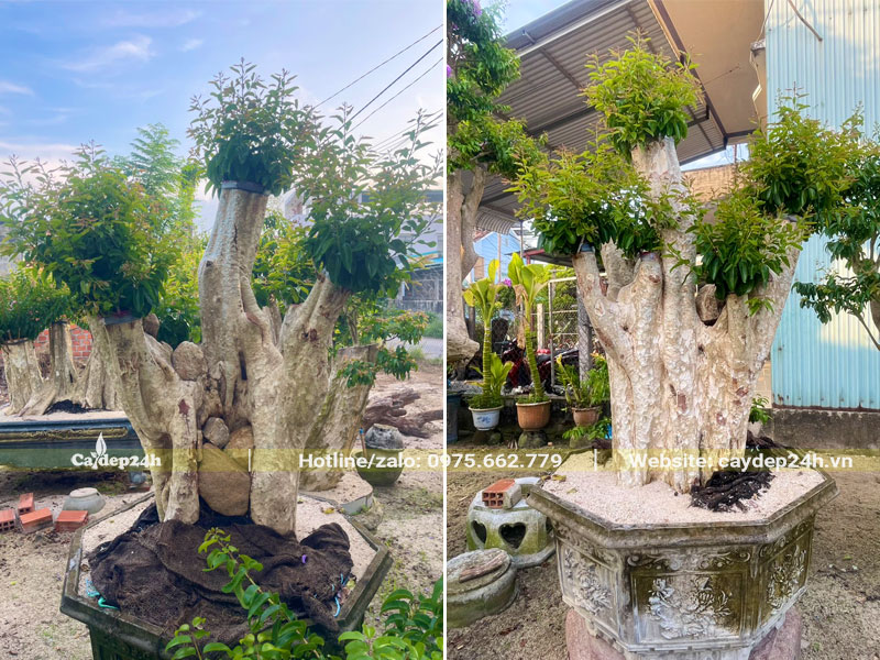 Chậu cây hoa Săng Lẻ ghép tường vi trồng chậu cao hơn 1m