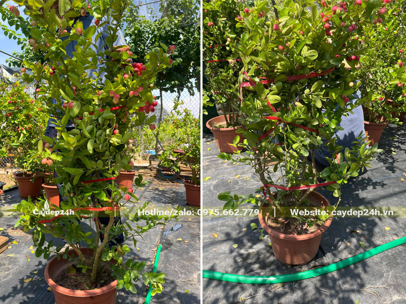 Bó gọn cành cho những cây Siro cao 1m, chuẩn bị vận chuyển giao cho khách