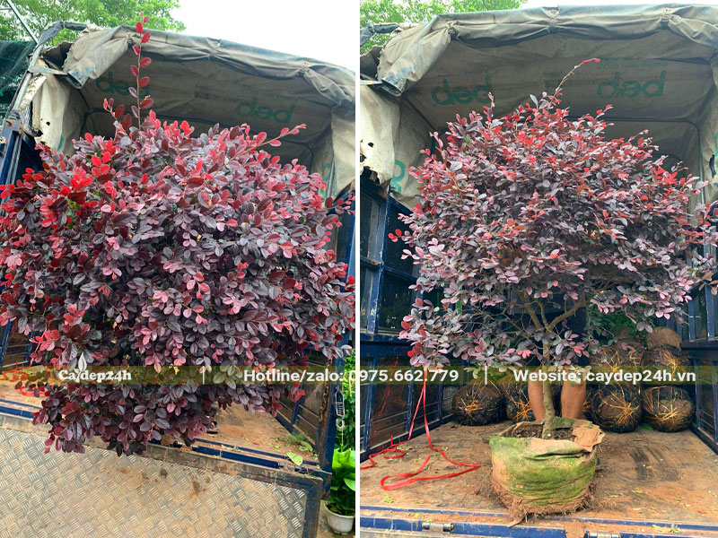 Hồng phụng cao 1m2, tán đường kính 1m