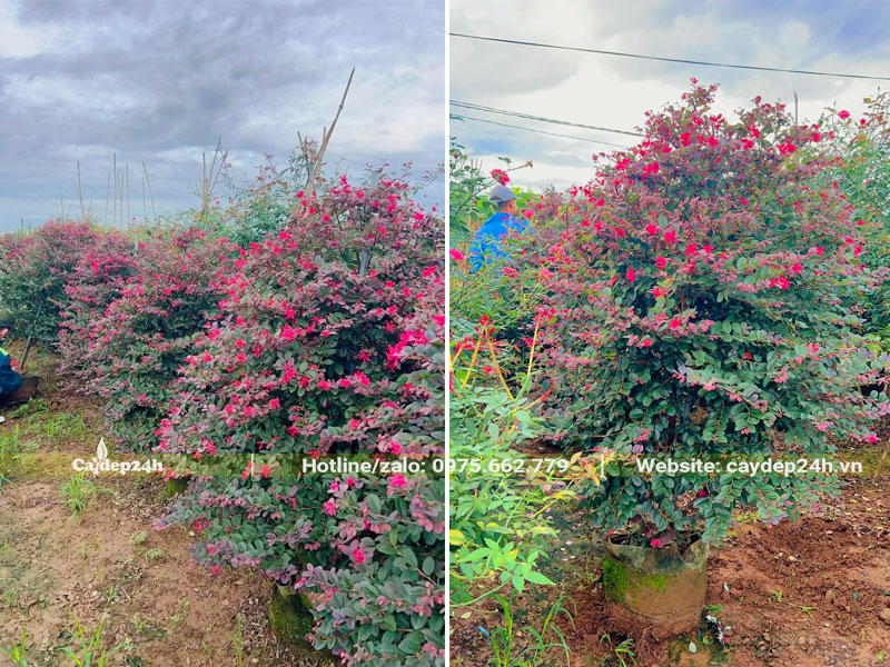 Bứng và đưa cây Hồng Phụng lớn lên xe