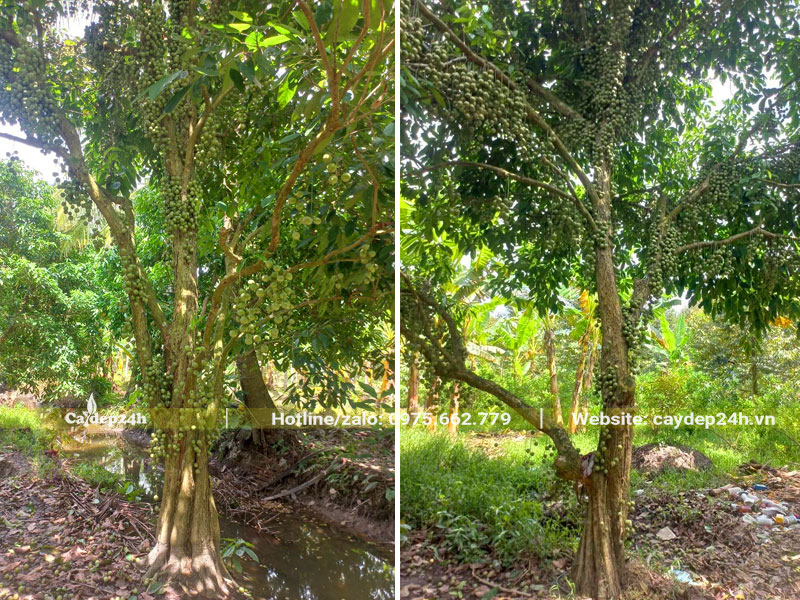 Vườn Cây Dây Da Xanh chuẩn bị thu hoạch