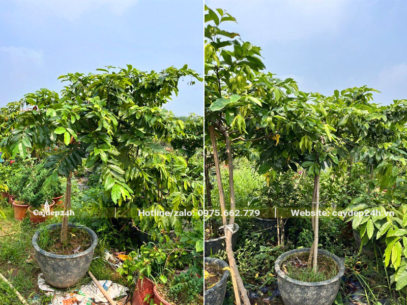 Cây trồng chậu thoát thân 1m