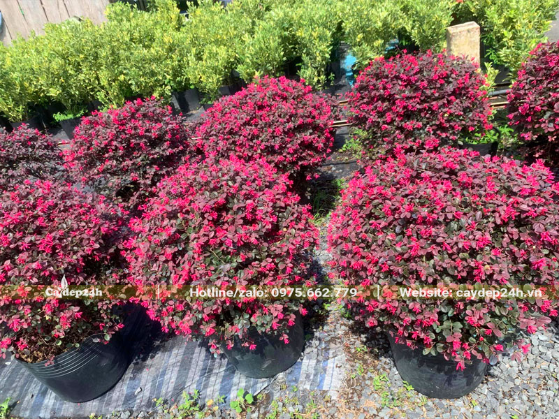 Ngắm hàng chục cây Hồng Phụng cảnh loại nhỏ, tán tròn, hoa nở nhiều và đẹp