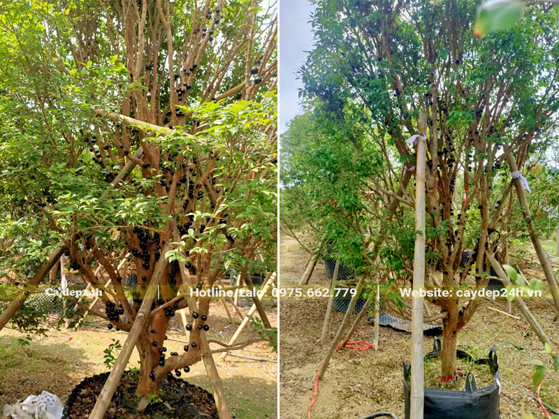 Ngắm những cây nho thân gỗ cổ thụ chiều cao hơn 3m, đường kính gốc 8 - 12cm