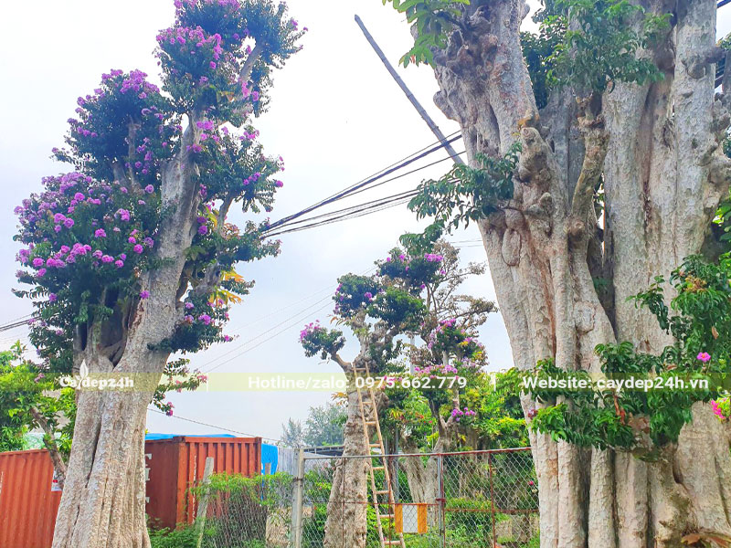 Chiêm ngưỡng những cây săng lẻ ghép tường vi cao 6 - 8m