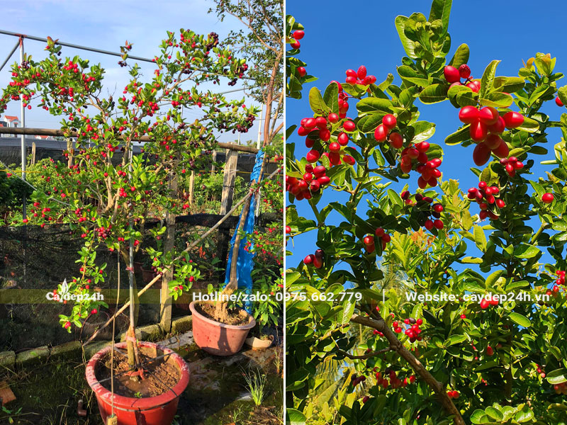 Những chùm quả chín đỏ trên cây siro cao 1m đang trồng trong chậu
