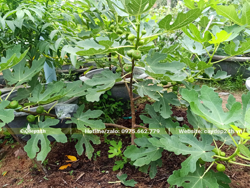 Chăm sóc vườn cây Sung Mỹ đang ra bói