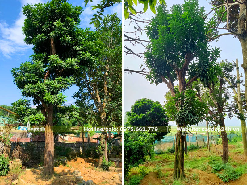 Cây Trứng Gà cổ thụ dưỡng ủ tại vườn, chiều cao 7 - 9m