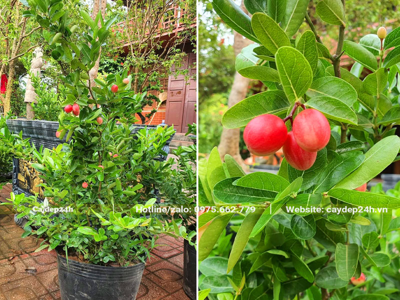 Cây Siro cảnh cao 80cm