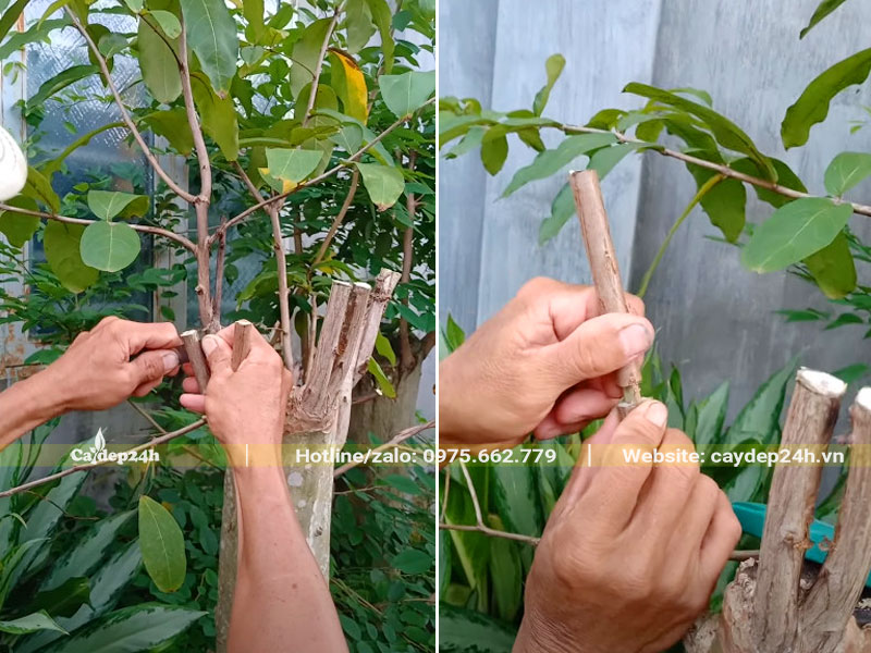 Công nhân đang ghép cành tường vi và băng lăng rừng với nhau