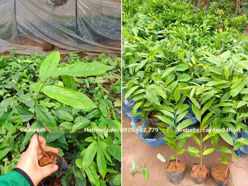 Những cây giống Hoa Dẻ đạt điều kiện xuất vườn, chiều cao khoảng 30 - 35cm