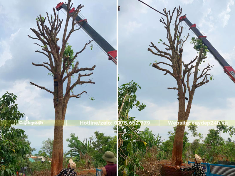 Cần cẩu đang di chuyển cây Dâu Da Đất cổ thụ vào hố trồng