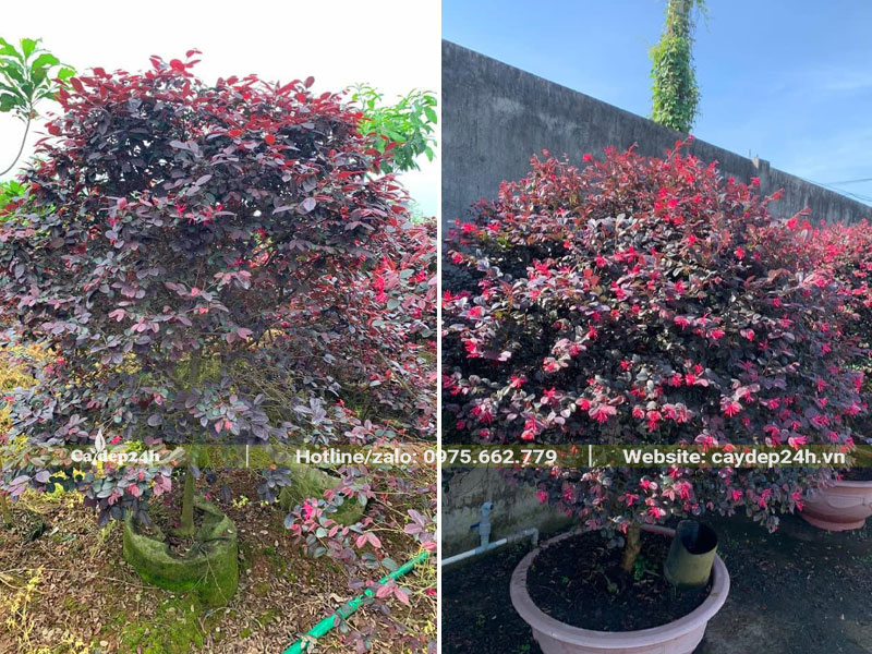 Trồng cây Hồng Phụng lâu năm vào chậu cảnh