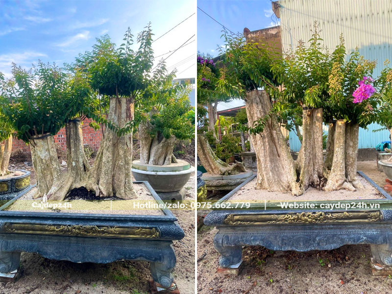 Chậu cây bằng lăng trắng ghép tường vi đẹp, cao gần 1m (tính cả chậu)