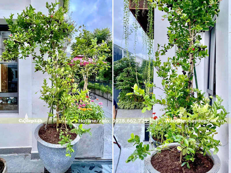 Cách trồng cây Siro trưởng thành trong chậu cảnh