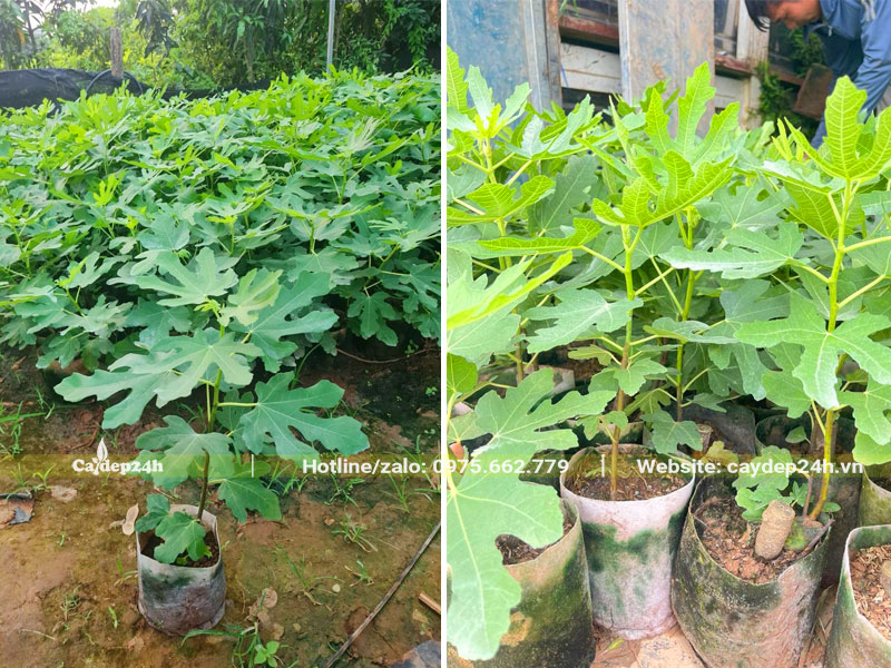 Cây giống Sung Mỹ trồng bằng hạt đã coa khoảng 30 - 35cm