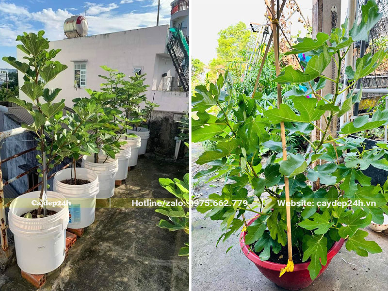 Trồng cây Sung Mỹ trong chậu