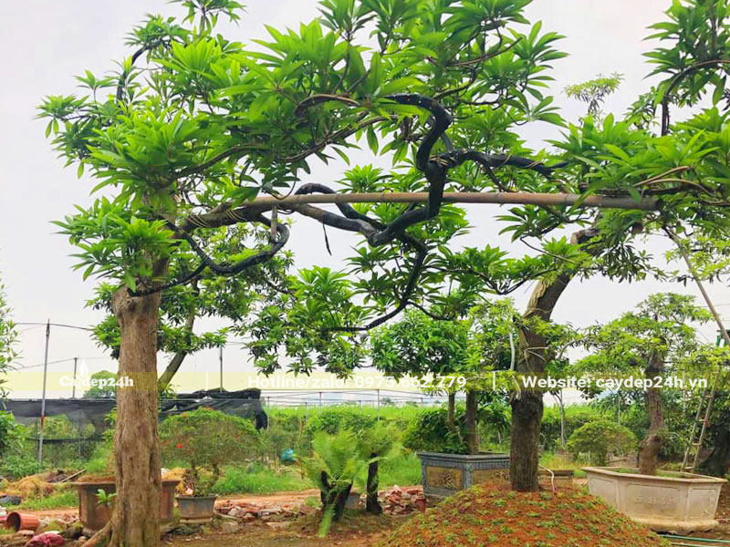 Những cây Trứng Gà kiểu cổ thụ dáng đẹp