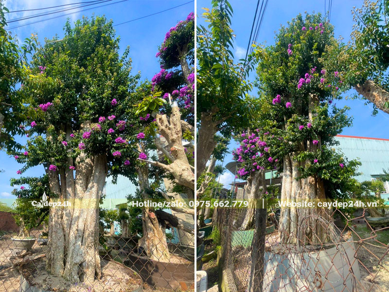 Dưỡng ủ trong bầu nổi cây Săng Lẻ ghép Tường Vi đường kính gốc 60cm trở lên