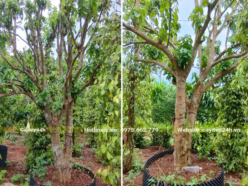 Dưỡng ủ cây Dâu Da Đất đường kính gốc 20cm