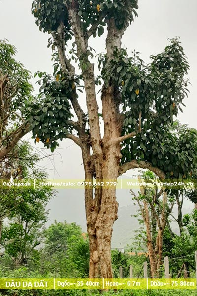 Cây Dâu Da Đất cổ thụ dâm ủ kỹ, chiều cao hơn 6m