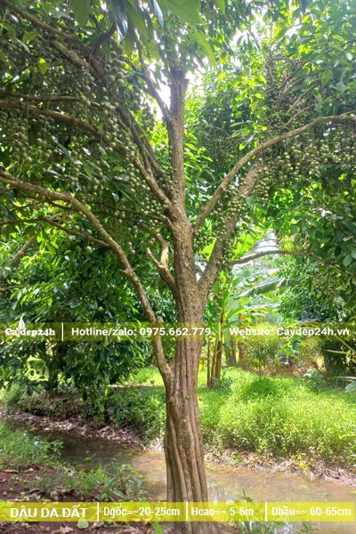 Cây Dâu Da Đất trồng thâm canh vanh khoảng gần 100