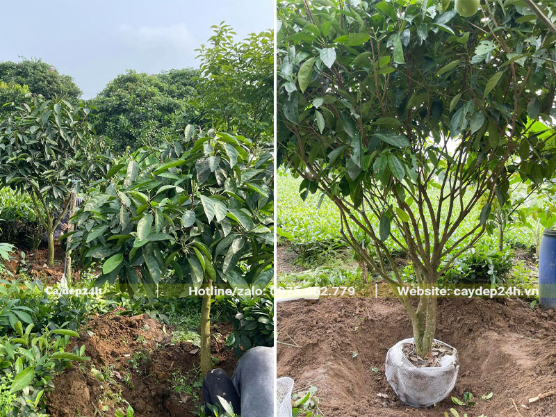 Bứng cây Dâu Da Đất sẵn hoa, đường kính gốc 5 - 7cm