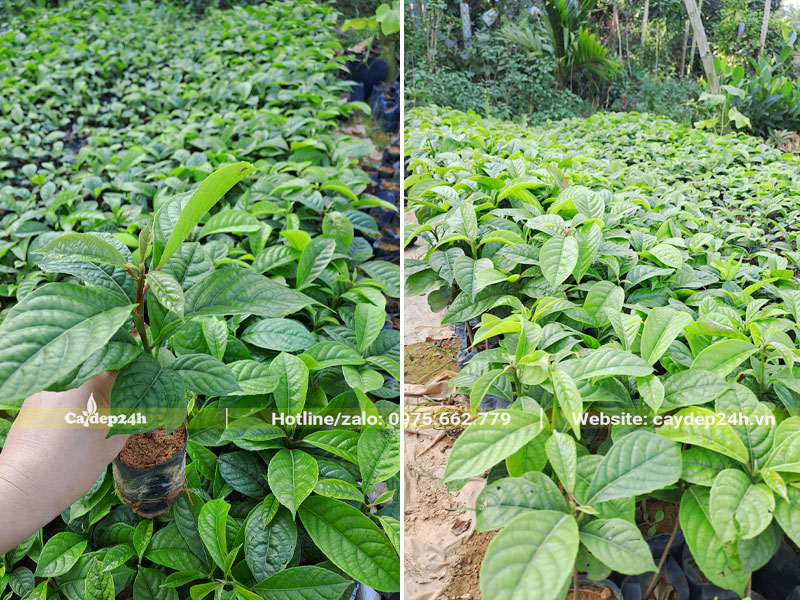 Vườn cây Dâu Da Đất giống chiều cao 25 - 30cm