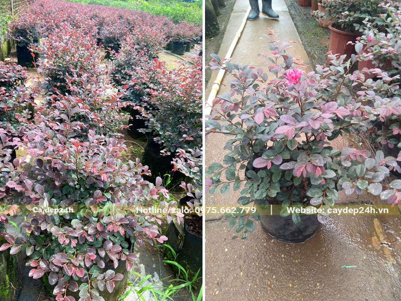Cây hoa Hồng Phụng giống phân tán đẹp, cao 30 - 40cm