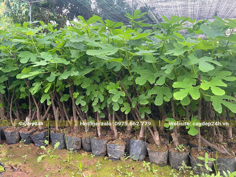 Những bầu cây Sung Mỹ giâm cành đã trưởng thành, cao 60 - 70cm