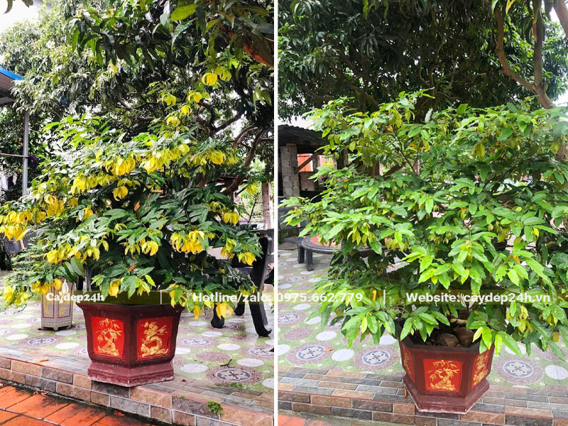 Chậu cây cảnh hoa dẻ vàng lâu năm cao gần 2m