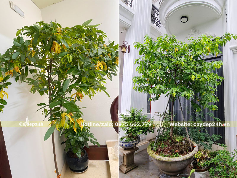 Hoa Dẻ trồng giếng trời và trồng trước sân biệt thự